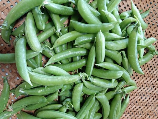 農家 新鮮 太め さやえんどう シャキ プリッ食感 自然の甘み 500g