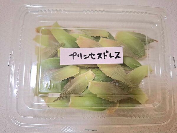 ハオルチア 葉挿し用 大中小の葉っぱ 多肉植物 プリンセスドレス