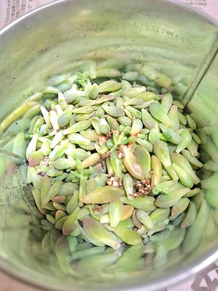 多肉植物 姫秀麗 葉挿し用 100枚以上