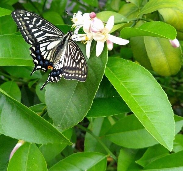レモンの若葉 枝付き葉 アゲハ蝶の餌 ネコポス