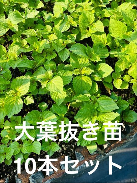 【ネコポス】大葉抜き苗 10本セット
