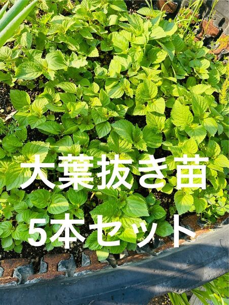 【ネコポス】大葉抜き苗 5本セット