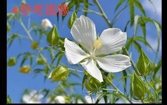 モミジアオイ 種50粒