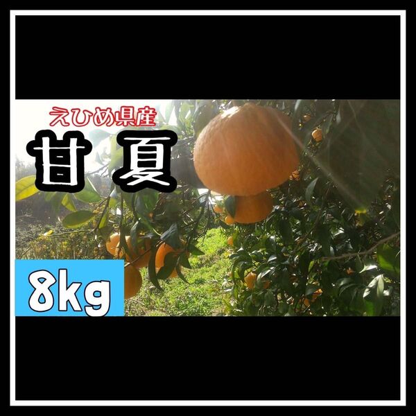 ●【愛媛えひめ産】●甘夏あまなつフルーツ果物くだもの果実みかん柑橘《甘夏》