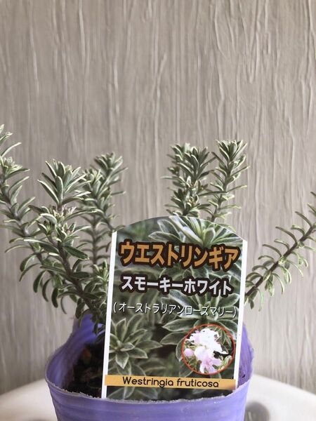 ウエストリンギア ‘スモーキーホワイト'