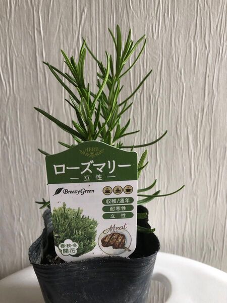 ローズマリー 立性
