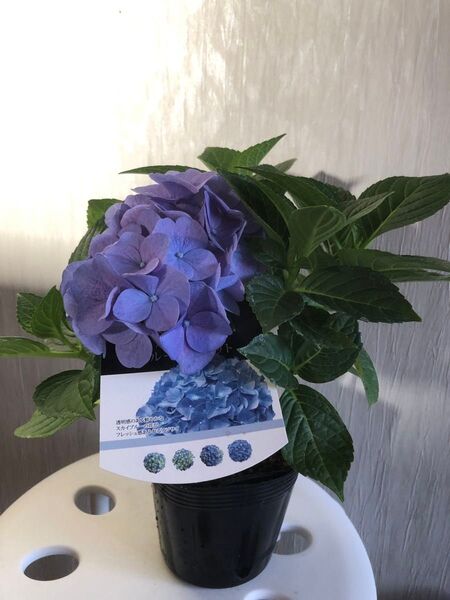 ハイドランジアブルーサンセット苗 アジサイ紫陽花 ラスト!