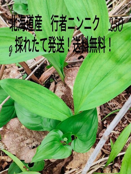 5/18最終 北海道産 天然行者にんにく 送料無料