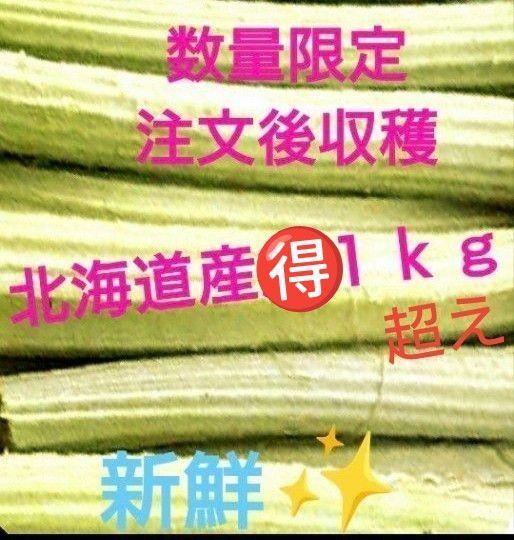 フキ1kg超え お得 細中太ワクワク食べ比べセット 購入後収穫 北海道産 ゆうパケットポスト