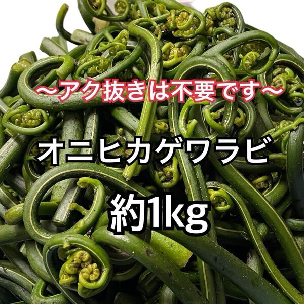 兵庫県産 天然 山菜 オニヒカゲワラビ 約1kg