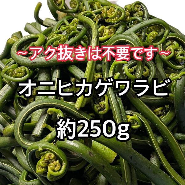 兵庫県産 天然 山菜 オニヒカゲワラビ 約250g ②