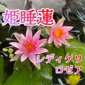 【睡蓮の株】姫睡蓮 レディケリ ロゼア(花:ピンク色)1株