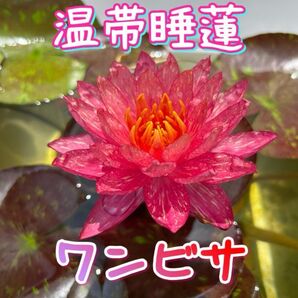【温帯睡蓮の株】ワンビサ