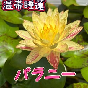 【睡蓮の株】温帯睡蓮 パラニー 黄色/赤