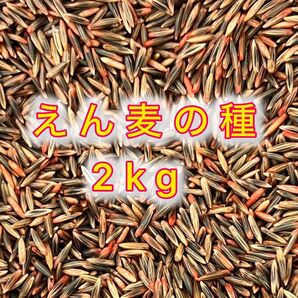 ネグサレタイジ アウェナストリゴサ(えん麦野生種)2kg