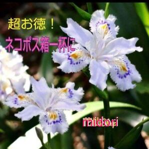 植物一般