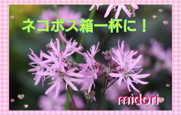 リクニスフロスククリ (ネコポス箱一杯に)
