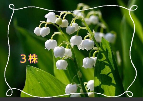 鈴蘭 日本鈴蘭 スズラン 君影草 (3芽)