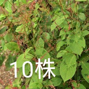 水引草 ミズヒキソウ (10株)植物一般