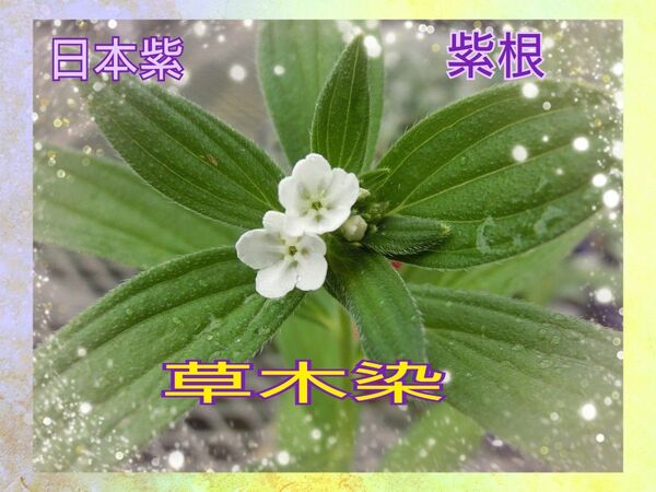 紫 ムラサキ 幼苗植物一般