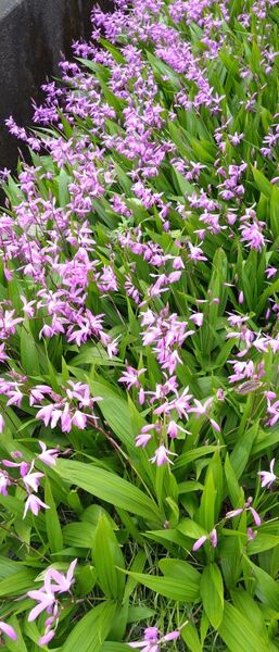 紫蘭 シラン 薄紫 茶花 (5株)