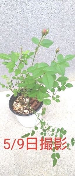 超ミニ薔薇 可愛い ミニバラ植物一般