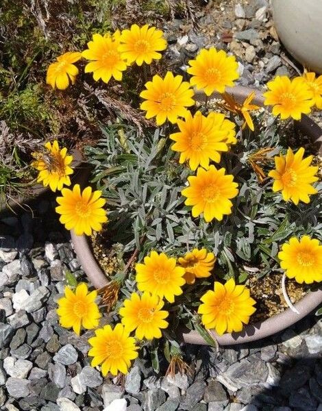 ガザニア 黄色 (3株)植物一般