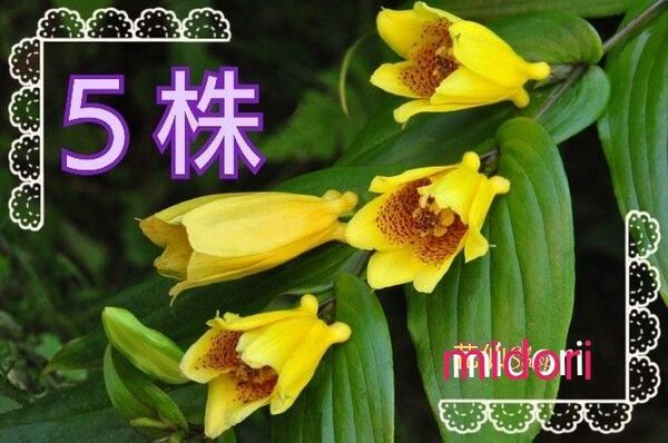 紀伊ジョーロホトトギス ホトトギス 茶花 (5株)植物一般