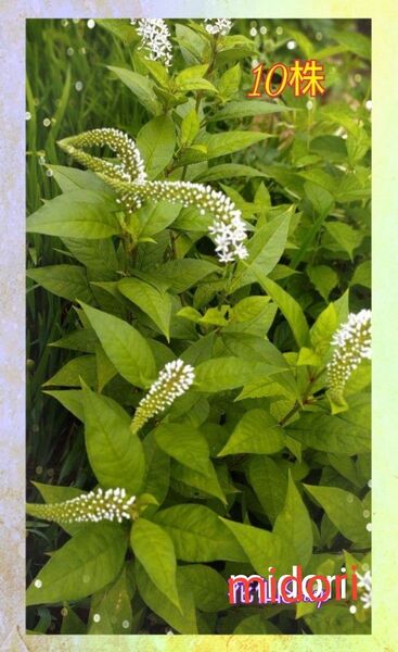 オカトラノオ 岡虎の尾 おかとらのお 茶花 (10株)