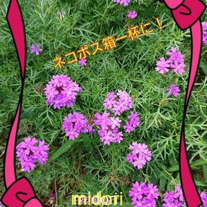 バーベナ (別名:美女桜)