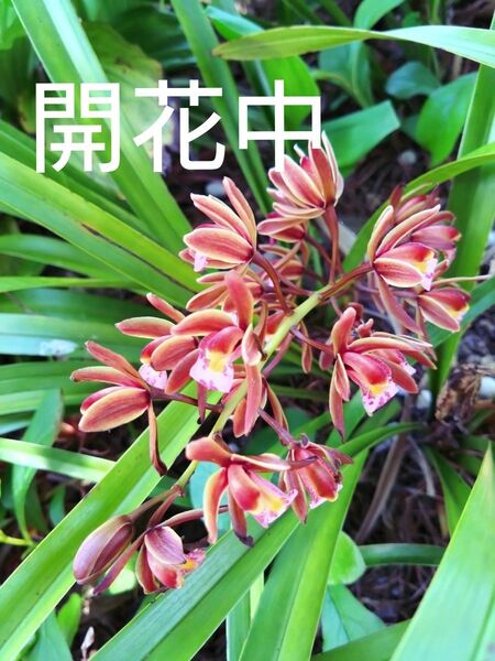 きんりょうへん 金稜辺 斑入り無し (ワンポット分)
