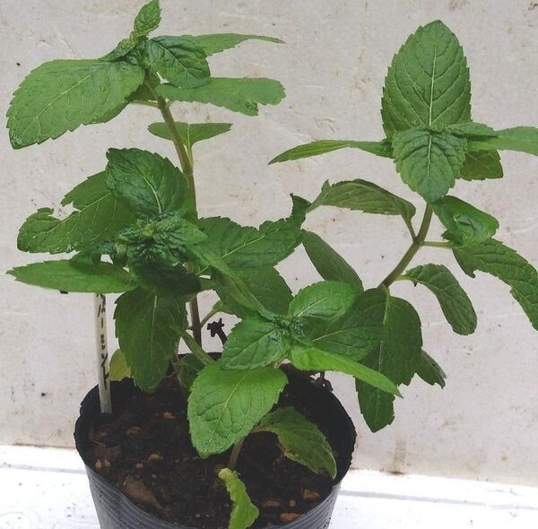 ペパーミント (ワンポット分)植物一般植物一般