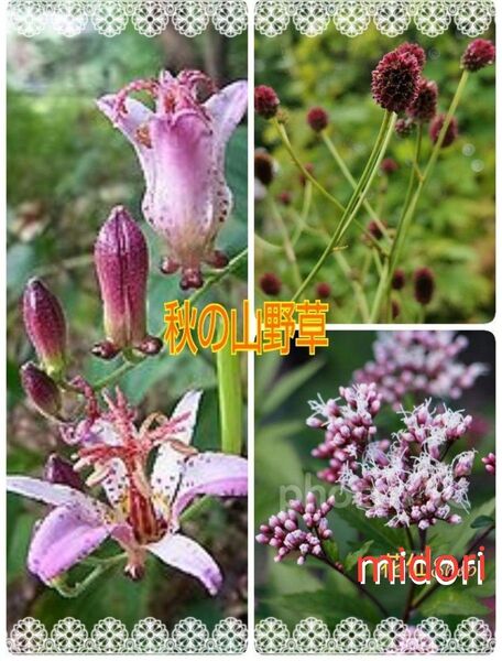 秋 の3種 山野草 茶花 (ホトトギス ワレモコウ フジバカマ)植物一般
