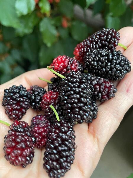 無農薬マルベリー(桑の実)600g 美肌 アイチエイジング シミ