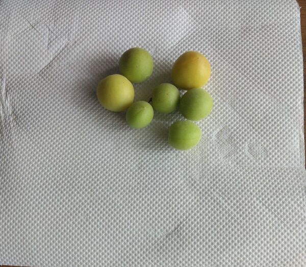 小梅 農薬不使用1.2キロ(箱込み)