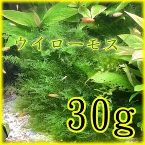 ☆1名様限定品☆ エビ飼育・繁殖に ウィローモス ボリュームアップの約 30g