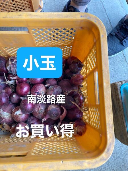 南あわじ産赤玉ねぎ小玉5K