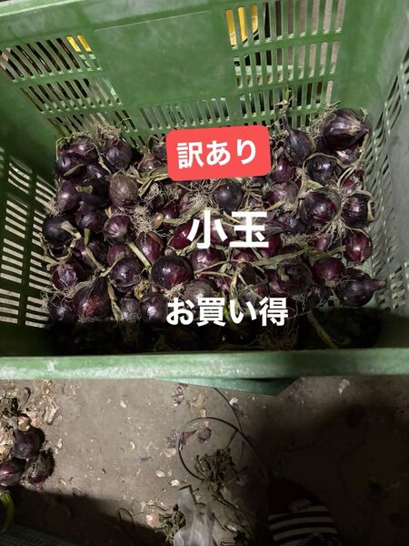 訳あり南淡路産小玉玉ねぎ10K