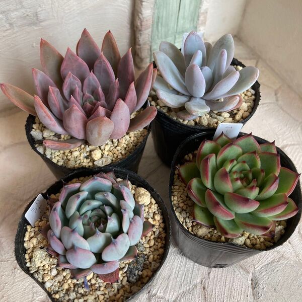 多肉植物 エケベリア 4種 4つセット