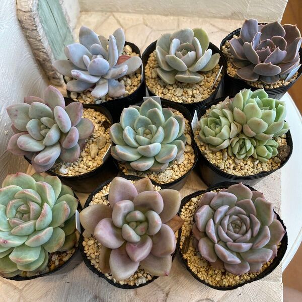 多肉植物 エケベリア 初心者向け 詰め合わせ 多肉セット 寄せ植え 9つセット