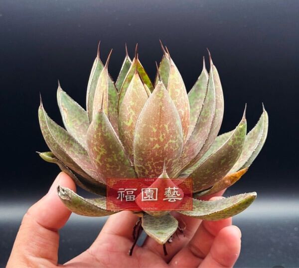 ハイブリッドアガベ 瀧雷血后 瀧雷×血雷 マンガベagave 多肉植物