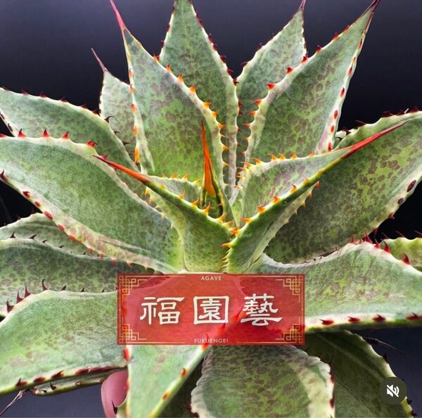 ハイブリッドアガベ ブラスポ×ジプソフィラ BloodspotxGypsophila 斑入り ブラッドスポットagave