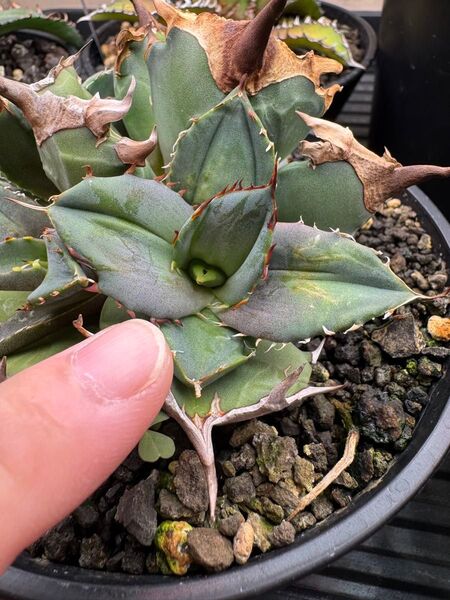 Agave titanota "Cancer"キャンサー US株 ムチムチ系アガベチタノタオテロイ