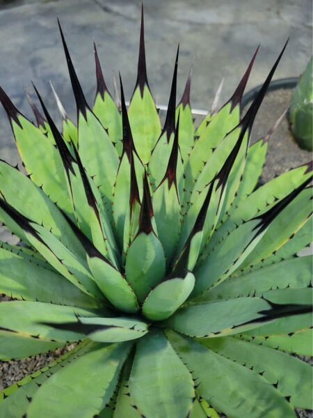 アガベ 黑林マクロアカンサ 黒林黒森八荒殿 黒刺黒棘agave