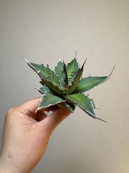 ハイブリッドアガベ 木刺×嚴龍 キシロナカンサ×チタノタキシロチタブツブツ 実生苗agave