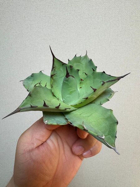 ハイブリッドアガベ 白銀甲蟹×嚴龍 チタノタイシスメンシスagave 多肉植物