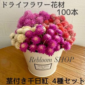 ドライフラワー花材 【茎付き千日紅/100本セット/4種類セット】ハーバリウムやスワッグ作りに♪ハンドメイド花材 材料 ピンク白赤