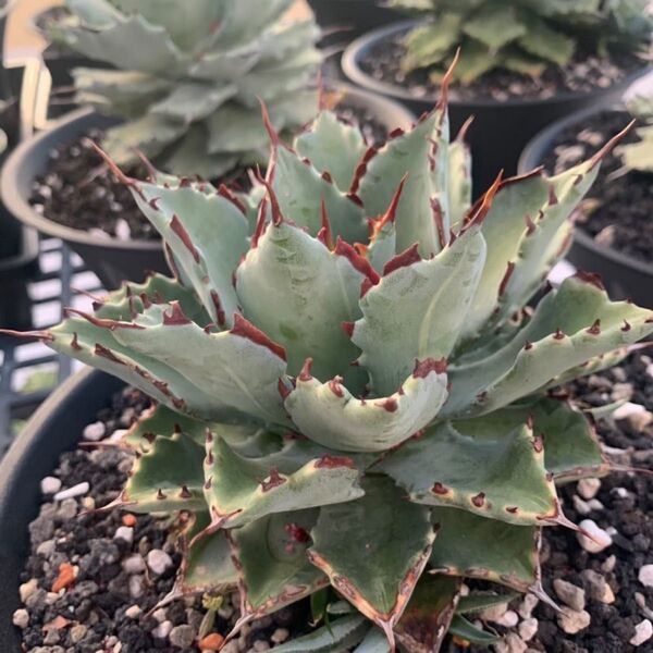 Agave CJ Hybrid 甲蟹交種 アガベ イシスメンシス ハイブリッド 斑入り 連棘