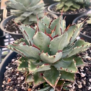 Agave CJ Hybrid 甲蟹交種 アガベ イシスメンシス ハイブリッド 斑入り 連棘