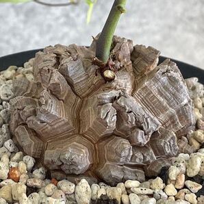 亀甲竜 Dioscorea elephantipes アフリカ亀甲竜 実生 / 塊根植物 コーデックス 鉢ごと発送